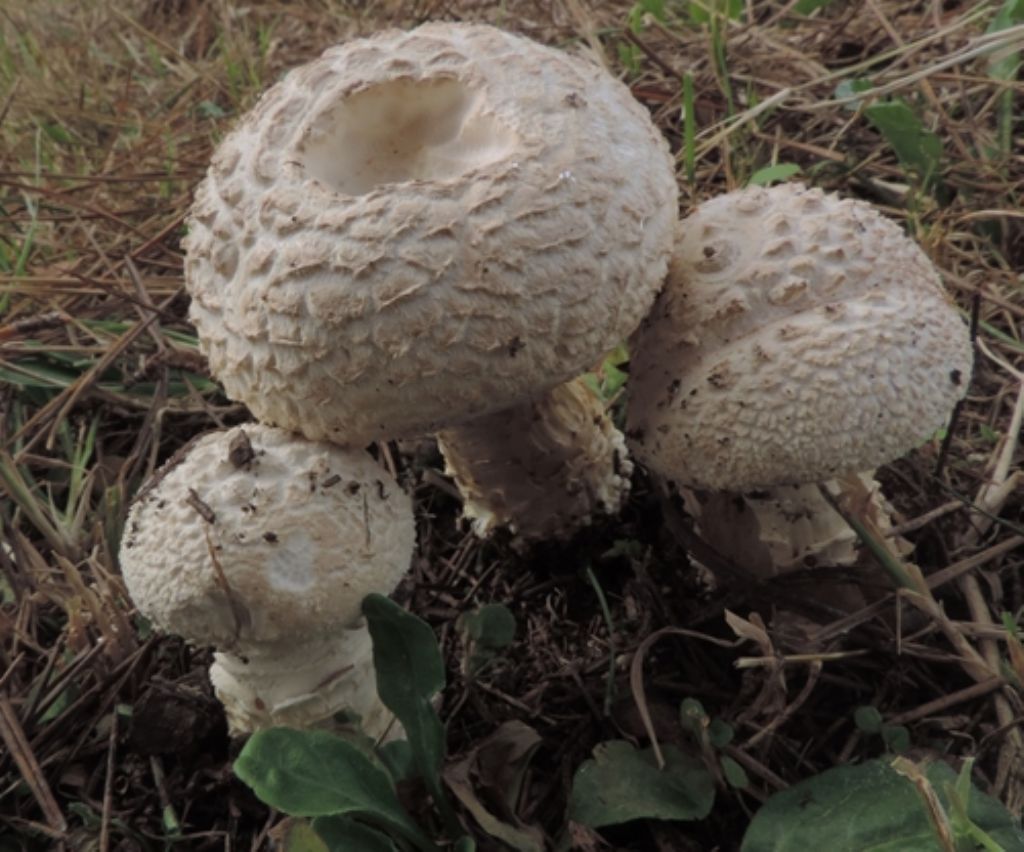 Numerosi su lettiera